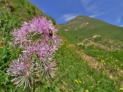 29 Thalictrum aquilegiifolium (Pigamo colombino) con vista in Vindiolo